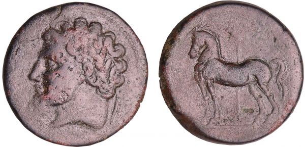 Royaume de Numidie - Massinissa - Bronze (202-148 av. J.-C.) A/ Anépigraphe. Tête laurée et barbue du roi à gauche.  R/ Cheval à gauche devant un caducée. (REF: GC.6592-Mazard.44)